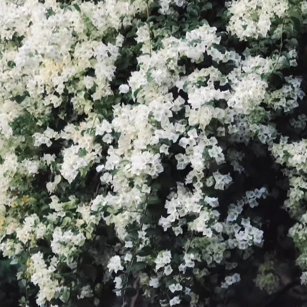 白雪公主三角梅小苗袋苗勤花品种好养活庭院盆栽花卉