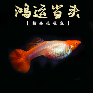 红头孔雀鱼大肚子 怀孕母鱼 鸿运当头孔雀鱼 精品孔雀鱼鸿运当头