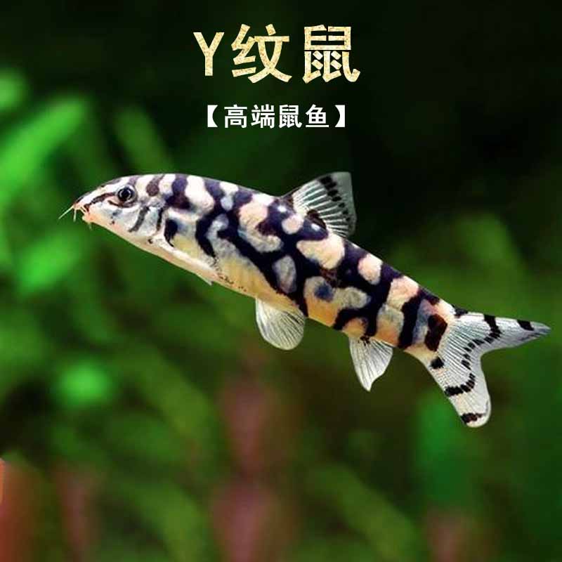 Y纹鼠鱼巴基斯坦沙鳅翻砂工具鱼