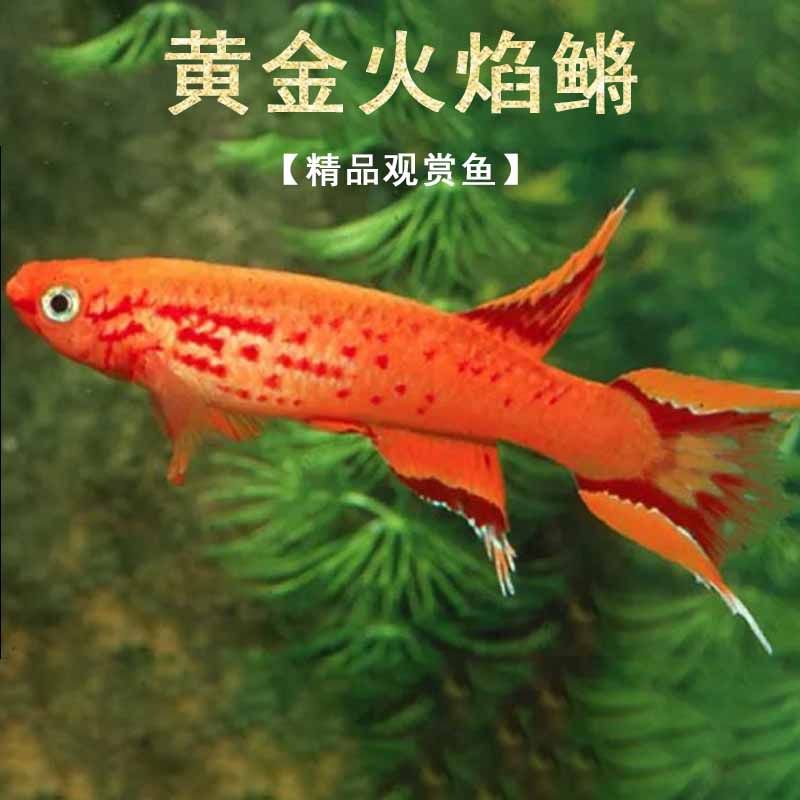 黄金火焰鳉鱼小型鱼热带鱼鳉科鱼淡水漂亮宝贝七彩珍珠彩鳉活体鱼