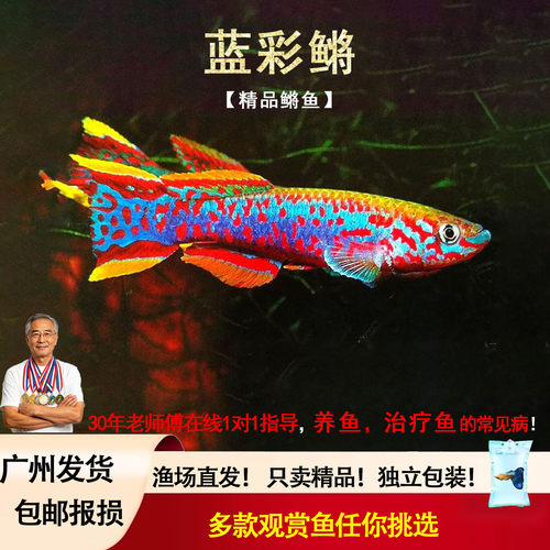 蓝彩鳉鱼梦幻七彩小型热带观赏鱼