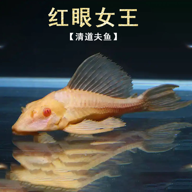 黄金红眼女王清道夫大帆鱼
