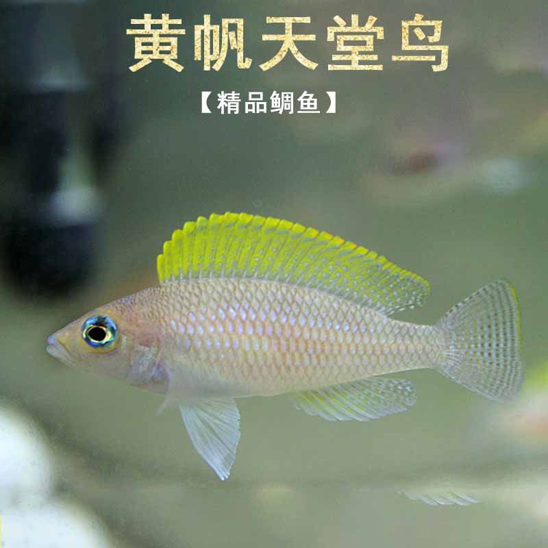 短鲷黄帆天堂鸟活体鱼三湖慈鲷群游热带淡水鲷科卷贝小型观赏鱼