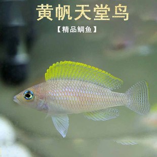 短鲷黄帆天堂鸟活体鱼三湖慈鲷群游热带淡水鲷科卷贝小型观赏鱼