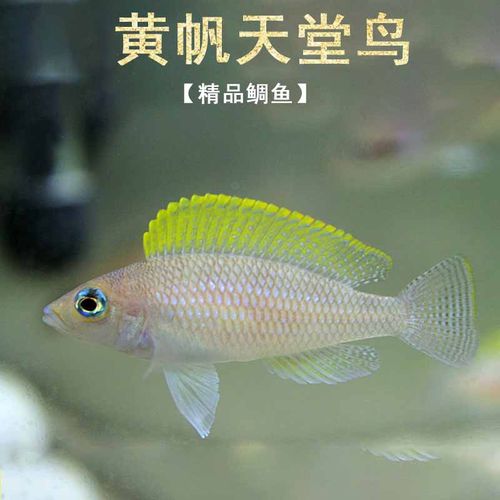 短鲷黄帆天堂鸟活体鱼三湖慈鲷群游热带淡水鲷科卷贝小型观赏鱼