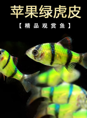 虎皮鱼绿虎皮蓝荧光金虎皮四间小型热带观赏鱼活体草缸鱼群游包邮