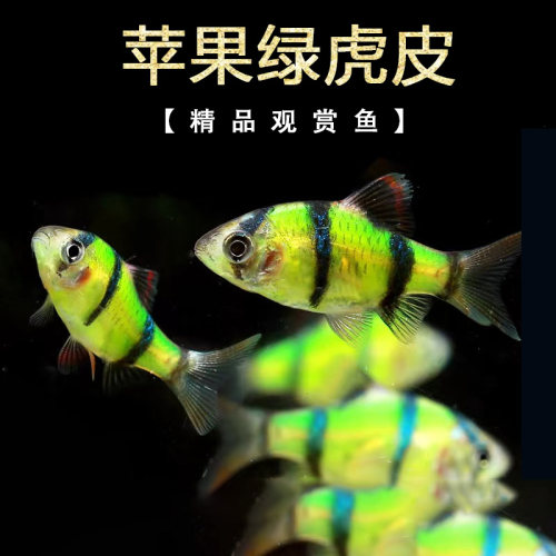 金牌鱼王虎皮鱼淡水群游