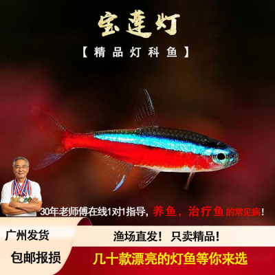 宝莲灯鱼活体灯科鱼淡水小型草缸群游好养耐活红绿灯热带观赏鱼苗