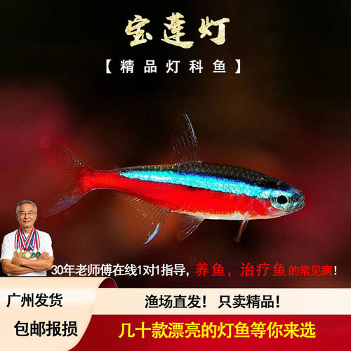 宝莲灯鱼活体灯科鱼淡水小型草缸群游好养耐活红绿灯热带观赏鱼苗