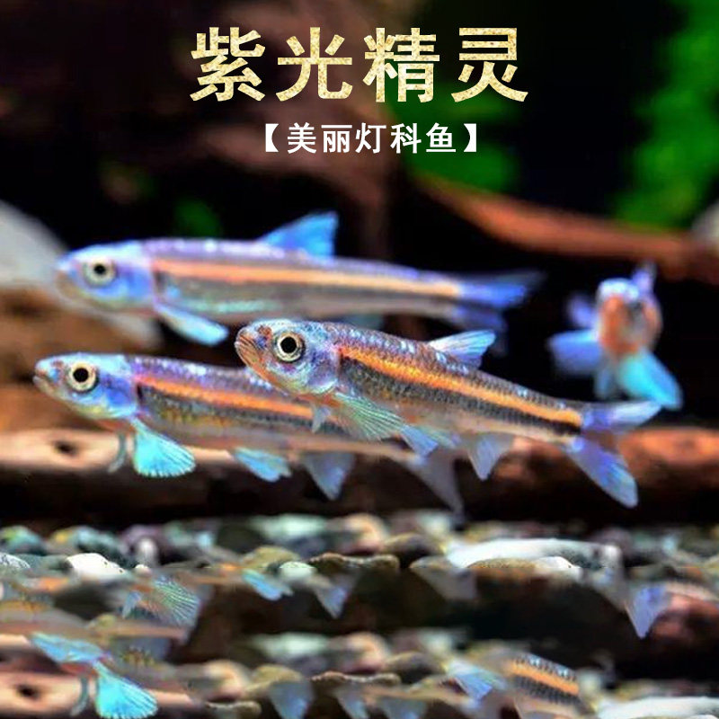 紫光精灵鱼南美水草缸幻彩霓虹灯鱼热带观赏鱼小型耐寒冷水鱼活体,宠物/宠物食品及用品,鱼,淘宝优惠券,粉丝福利购,淘宝优惠卷