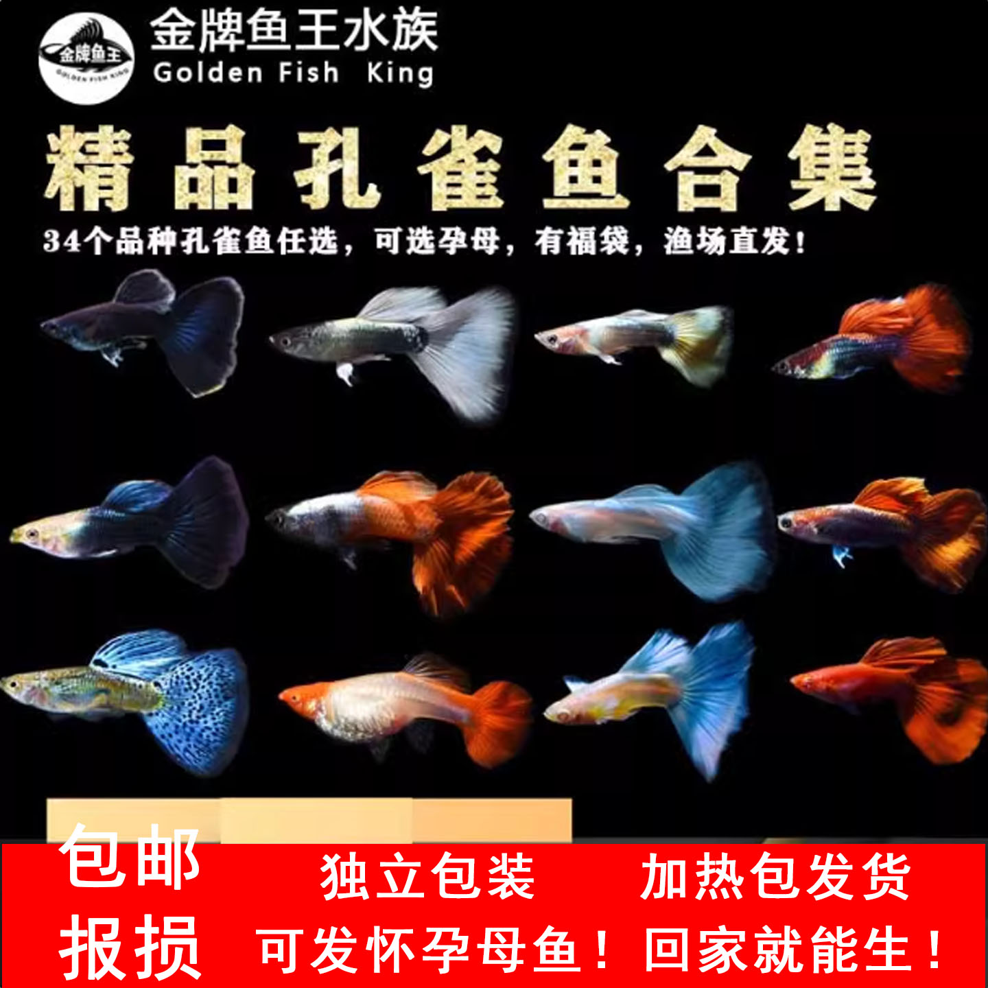 怀孕孔雀鱼精品鱼小型热带鱼淡水