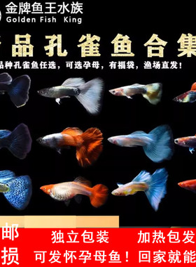 孔雀鱼高端精品纯种孕母临产观赏鱼活体小型热带鱼淡水好养活体大