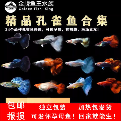 怀孕孔雀鱼精品鱼小型热带鱼淡水