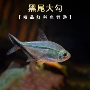 黑尾大勾鱼小型扯旗灯鱼草缸红绿灯鱼鱼群游观赏鱼淡水热带鱼活体