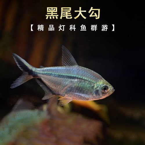 黑尾大勾淡水群游鱼热带鱼