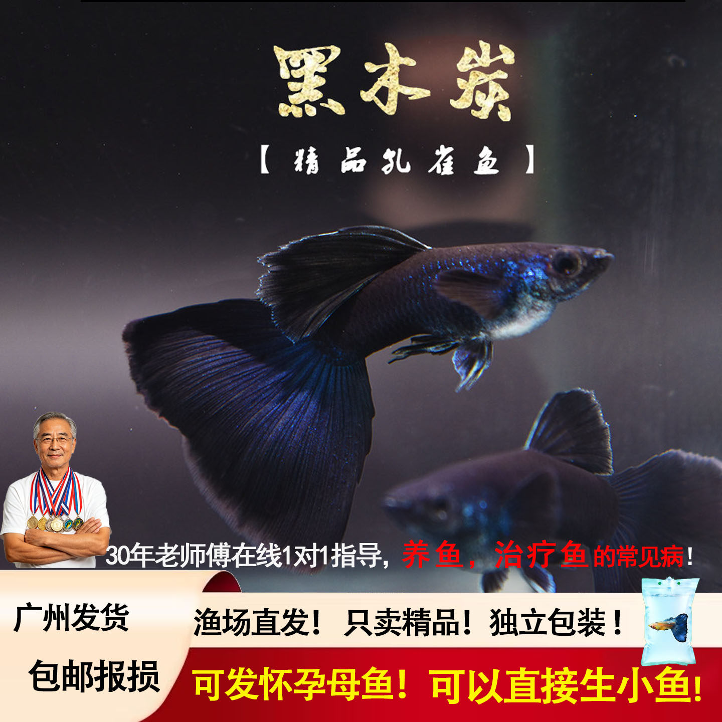 黑木炭孔雀鱼 黑礼服纯种精品热带观赏鱼胎生鱼活体孔雀鱼下崽狂
