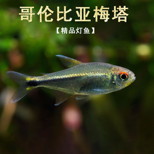 哥伦比亚梅塔灯鱼小型南美灯鱼淡水草缸群游高端蓝线精灵灯鱼活体