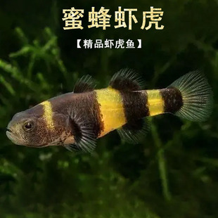 小蜜蜂虾虎鱼小蜜蜂鱼道氏短虾虎鱼底栖鱼热带鱼活泼温和可混养