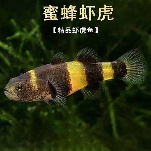 小蜜蜂虾虎鱼底栖热带可混养