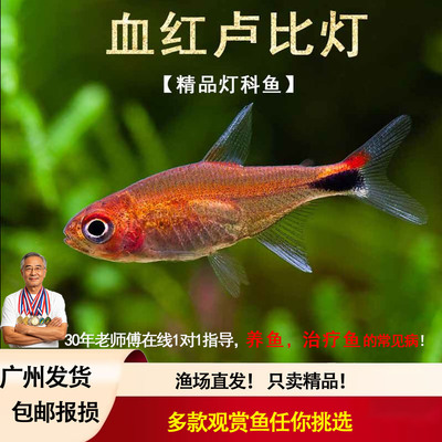 血红露比灯高端热带鱼观赏