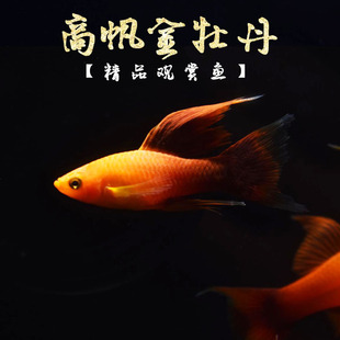 观赏鱼胎生孔雀鱼米奇黑玛丽红剑鱼斑马燕尾高帆金牡丹淡水鱼活体