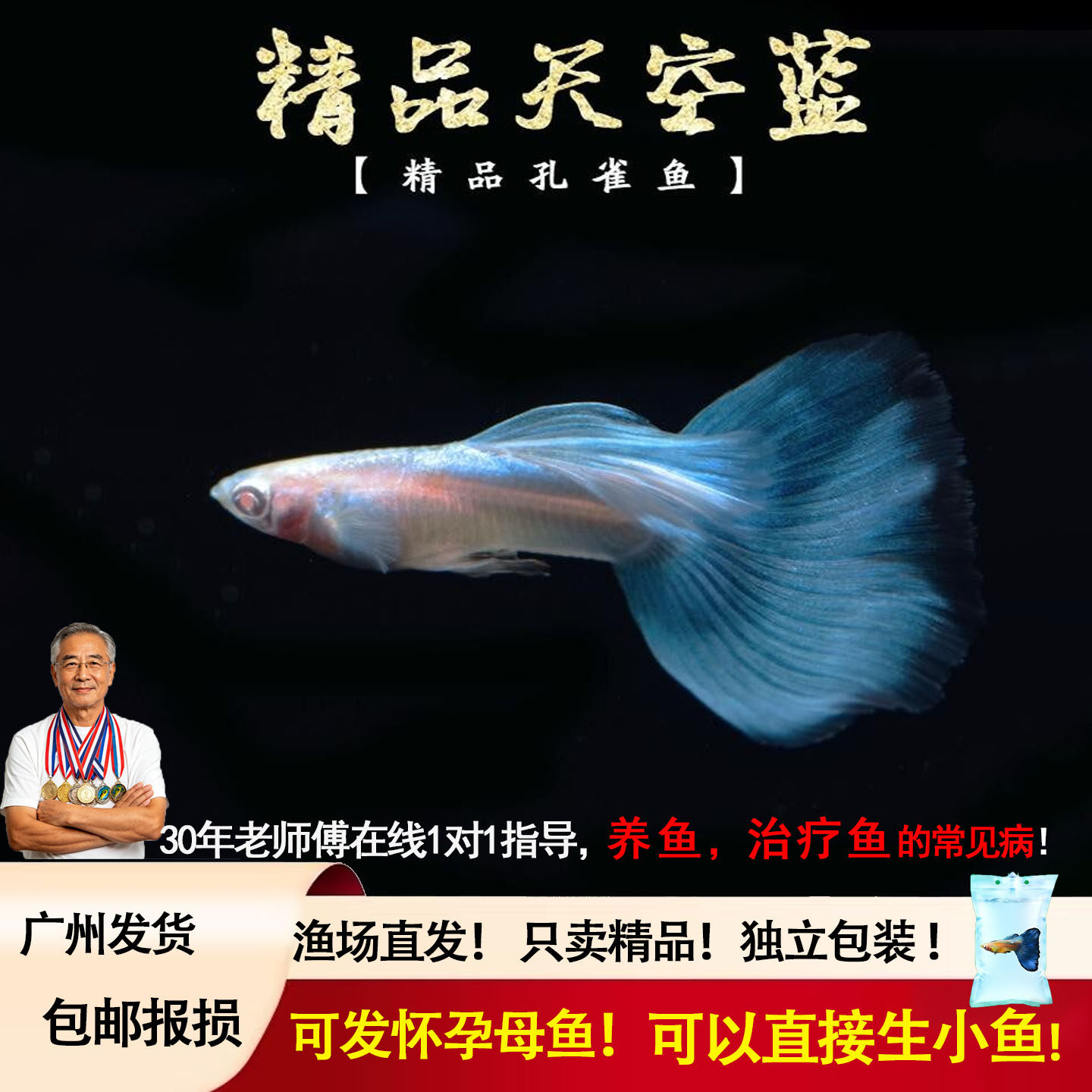 纯种日本观赏孔雀鱼天空蓝缎带大尾大C 热带淡水小型凤尾胎生鱼