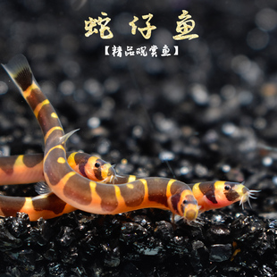 蛇仔鱼苦力鳅工具清道夫热带小型精灵鱼缸清理粪便垃圾吃蛋白虫崽