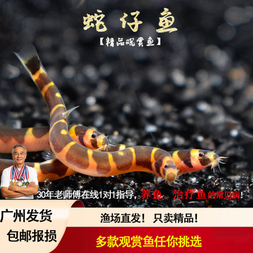 清洁鱼鱼屎小型鱼吃蛋白虫