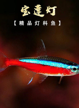 宝莲灯鱼活体灯科鱼淡水小型草缸群游好养耐活红绿灯热带观赏鱼苗