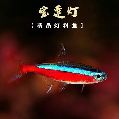 宝莲灯鱼活体灯科鱼淡水小型草缸群游好养耐活红绿灯热带观赏鱼苗