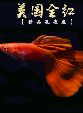 孔雀鱼 美国全红 孔雀鱼 纯种怀孕孔雀鱼缎带孔雀鱼孔雀鱼活体热