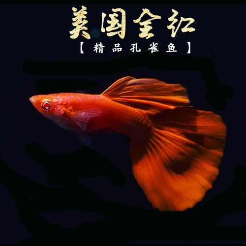美国全红纯种怀孕缎带活体孔雀鱼