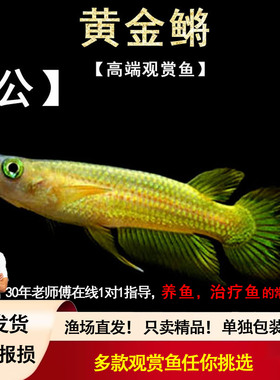 黄金鳉 淡水热带观赏灯鳉科水草缸印度小金龙鱂科草缸小型活体鱼