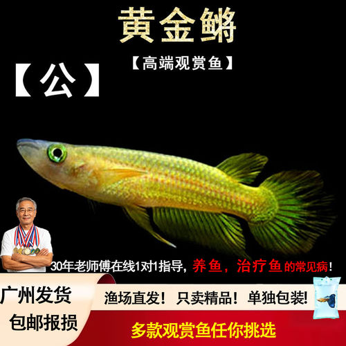 黄金鳉 淡水热带观赏灯鳉科水草缸印度小金龙鱂科草缸小型活体鱼