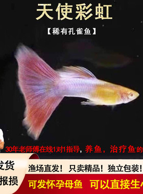 极光幻彩孔雀鱼天使彩虹金粉粉色系热带观赏鱼粉蓝色尾巴镭射光