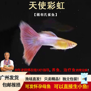 极光幻彩孔雀鱼天使彩虹金粉粉色系热带观赏鱼粉蓝色尾巴镭射光