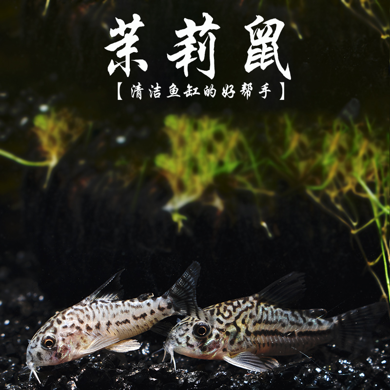 茉莉豹纹鼠 热带进口纯种野生茱莉底栖清洁擦缸工具鼠鱼观赏鱼