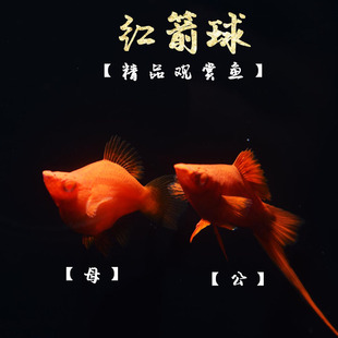 红剑球鱼红箭球体鱼高鳍红剑鱼苗小型热带观赏鱼胎生鱼下崽狂魔