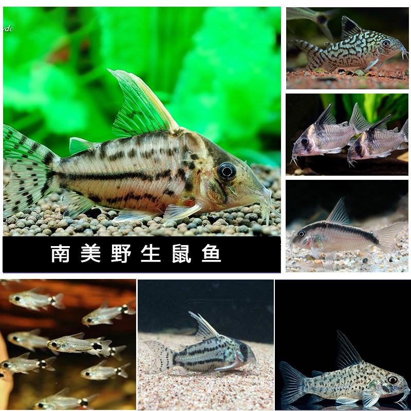 南美野生鼠鱼青铜鼠超级二线鼠南美鱼清洁与野生鼠鱼金线鼠 包邮