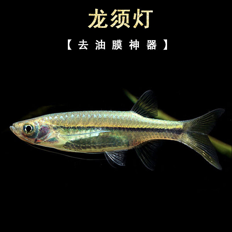 龙须灯鱼 除油膜龙须凤眼灯小龙鱼小型灯科水草缸工具鱼