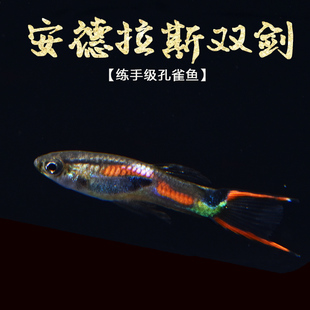 安德拉斯 双剑尾孔雀鱼草缸小型热带观赏鱼霓虹熊猫精灵 孔雀鱼活