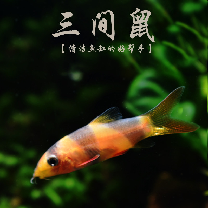 三间鼠 小丑泥鳅三间鼠清缸工具鱼活体宠物热带观赏鱼除藻清道夫
