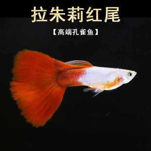 拉朱莉红尾孔雀鱼精品纯种小型拉珠莉红尾紫尾凤尾鱼草缸观赏鱼