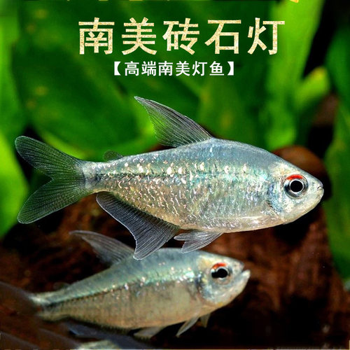 南美钻石灯淡水热带鱼灯科鱼群游