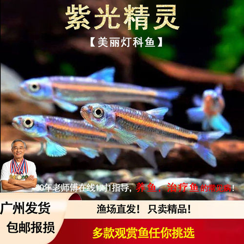 紫光精灵冷水鱼淡水鱼