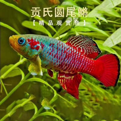 金牌鱼王公鱼鳉鱼淡水