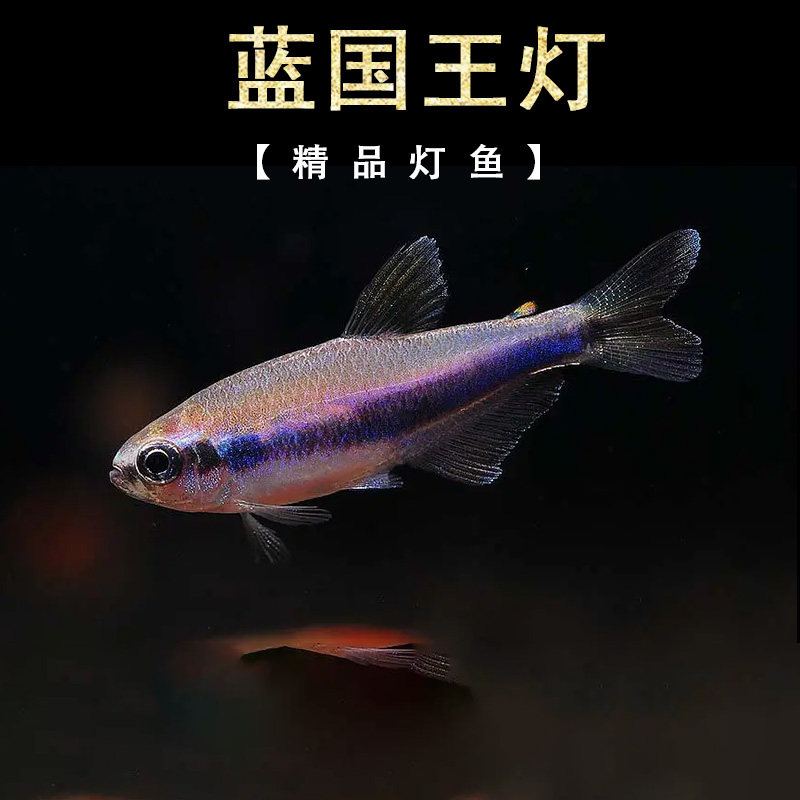 蓝国王灯热带灯科鱼水草缸群游帝王灯蓝帝提灯国王皇后灯鱼活体鱼
