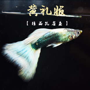 德系黄礼服 怀孕母鱼 纯种精品黄礼服孔雀鱼象牙白小型胎生鱼活体