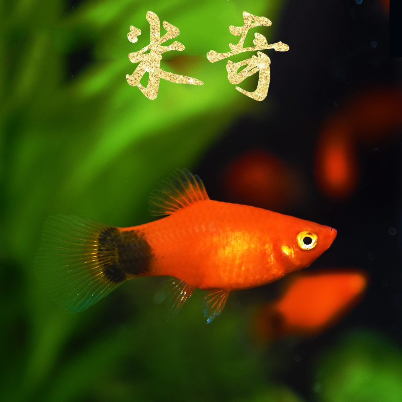 小米奇 新手闯缸观赏水草鱼缸三色牡丹月光红米奇鱼活体胎生鱼