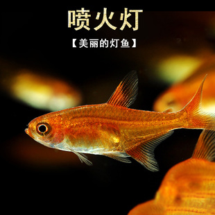 喷火灯鱼水草缸淡水小型热带观赏鱼群游效果好橘帆梦幻灯鱼活体鱼